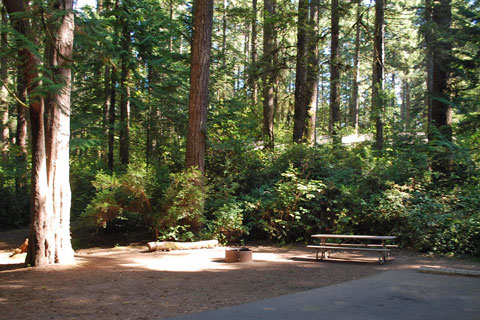 Jessie M. Honeyman Memorial State Park Campground, Lane County, Oregon