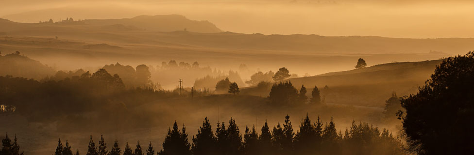 golden forest, Oregon