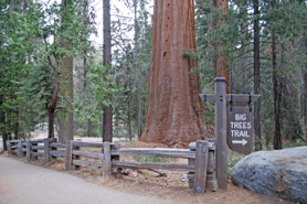 Sequoia National Park, California